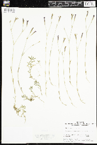 Image of Dianthus deltoides