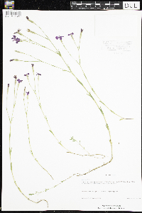 Dianthus deltoides image