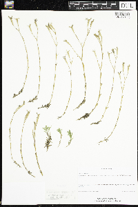Dianthus deltoides image
