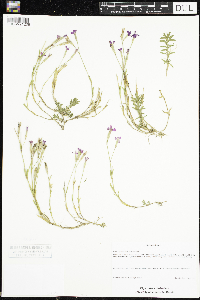Dianthus deltoides image