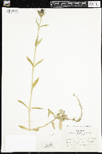 Dianthus barbatus image