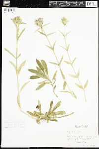 Dianthus barbatus image