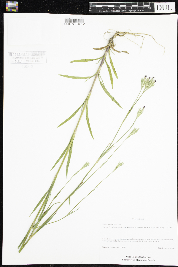 Dianthus armeria subsp. armeria image