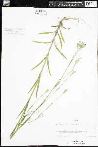 Dianthus armeria image