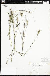 Dianthus armeria image