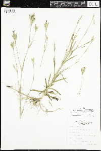 Dianthus armeria image