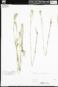Dianthus armeria image