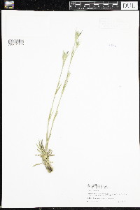 Dianthus armeria image