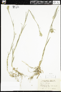 Dianthus armeria image
