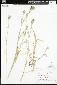 Dianthus armeria image