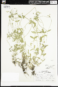 Media resource of Cerastium vulgatum