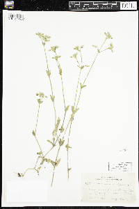 Cerastium vulgatum image