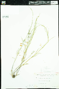 Campanula rotundifolia image