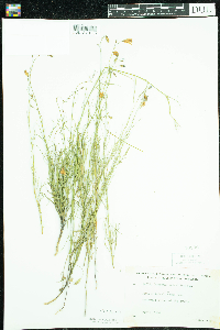 Campanula rotundifolia image