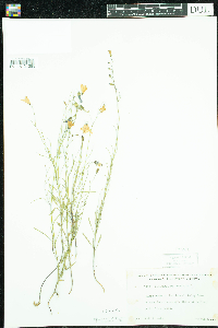 Campanula rotundifolia image