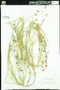 Campanula rotundifolia image