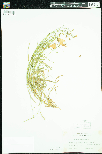 Campanula rotundifolia image