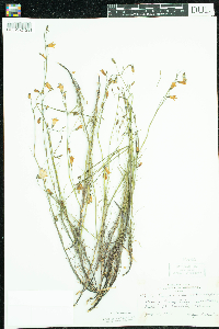 Campanula rotundifolia image