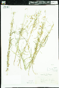 Thumbnail image of current specimen