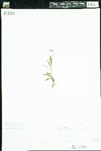 Campanula rotundifolia image