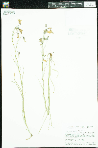 Campanula rotundifolia image