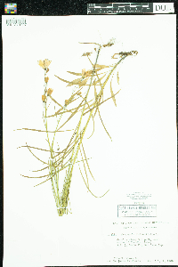 Campanula rotundifolia image