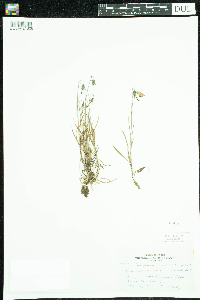 Campanula rotundifolia image