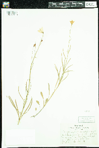 Campanula rotundifolia image