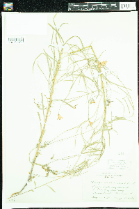 Campanula rotundifolia image