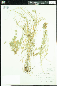 Campanula rotundifolia image