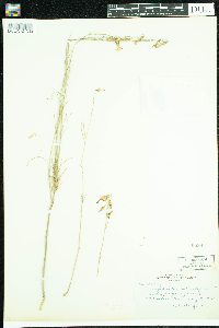 Campanula rotundifolia image