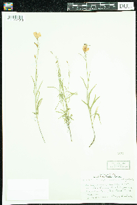 Campanula rotundifolia image