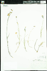 Campanula rotundifolia image