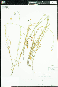 Campanula rotundifolia image