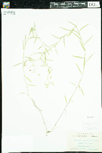 Campanula aparinoides image