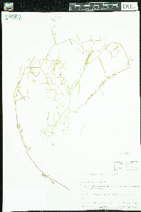 Campanula aparinoides image