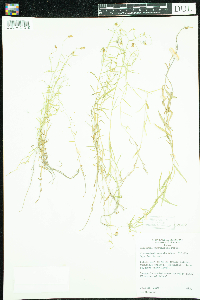 Campanula aparinoides image
