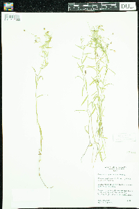 Campanula aparinoides image