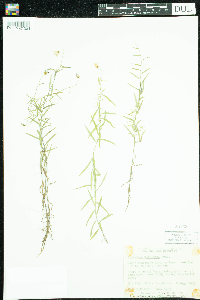 Thumbnail image of current specimen