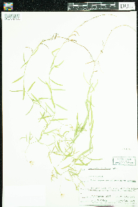 Thumbnail image of current specimen