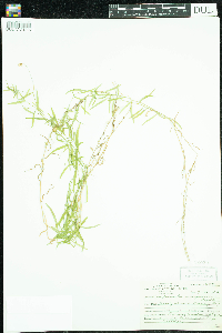 Thumbnail image of current specimen