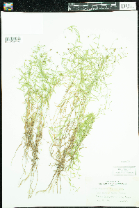 Thumbnail image of current specimen