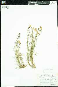Campanula rotundifolia image