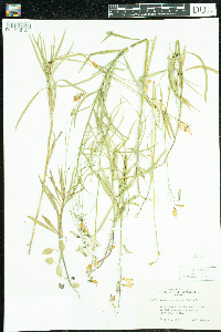 Campanula rotundifolia image