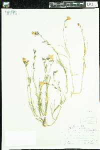 Campanula rotundifolia image