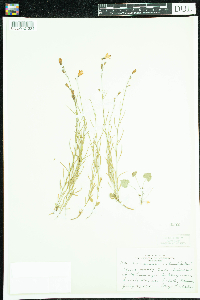 Campanula rotundifolia image