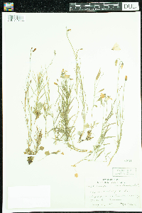 Campanula rotundifolia image