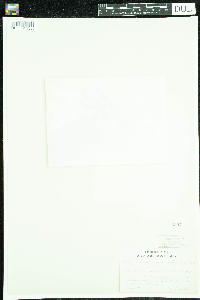 Campanula rotundifolia image