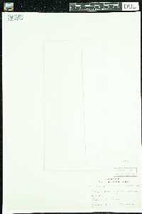 Campanula rotundifolia image