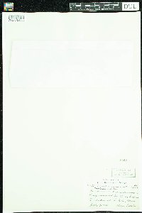 Campanula rotundifolia image